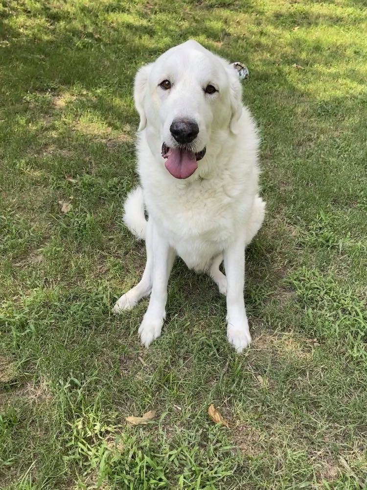 Enlarge Seal, a Adopted Great Pyrenees in Sherwood, AR image 4/5