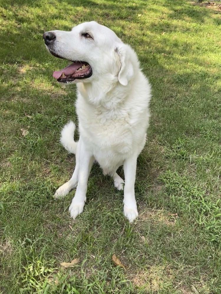 Enlarge Seal, a Adopted Great Pyrenees in Sherwood, AR image 5/5