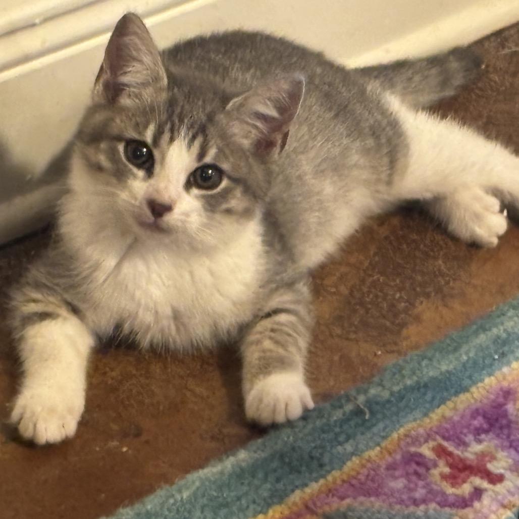 Enlarge Greenie, a Adoptable Domestic Medium Hair in Starkville, MS image 1/1