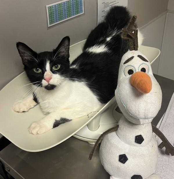 Destiny, Adoptable, Young Female Domestic Medium Hair.