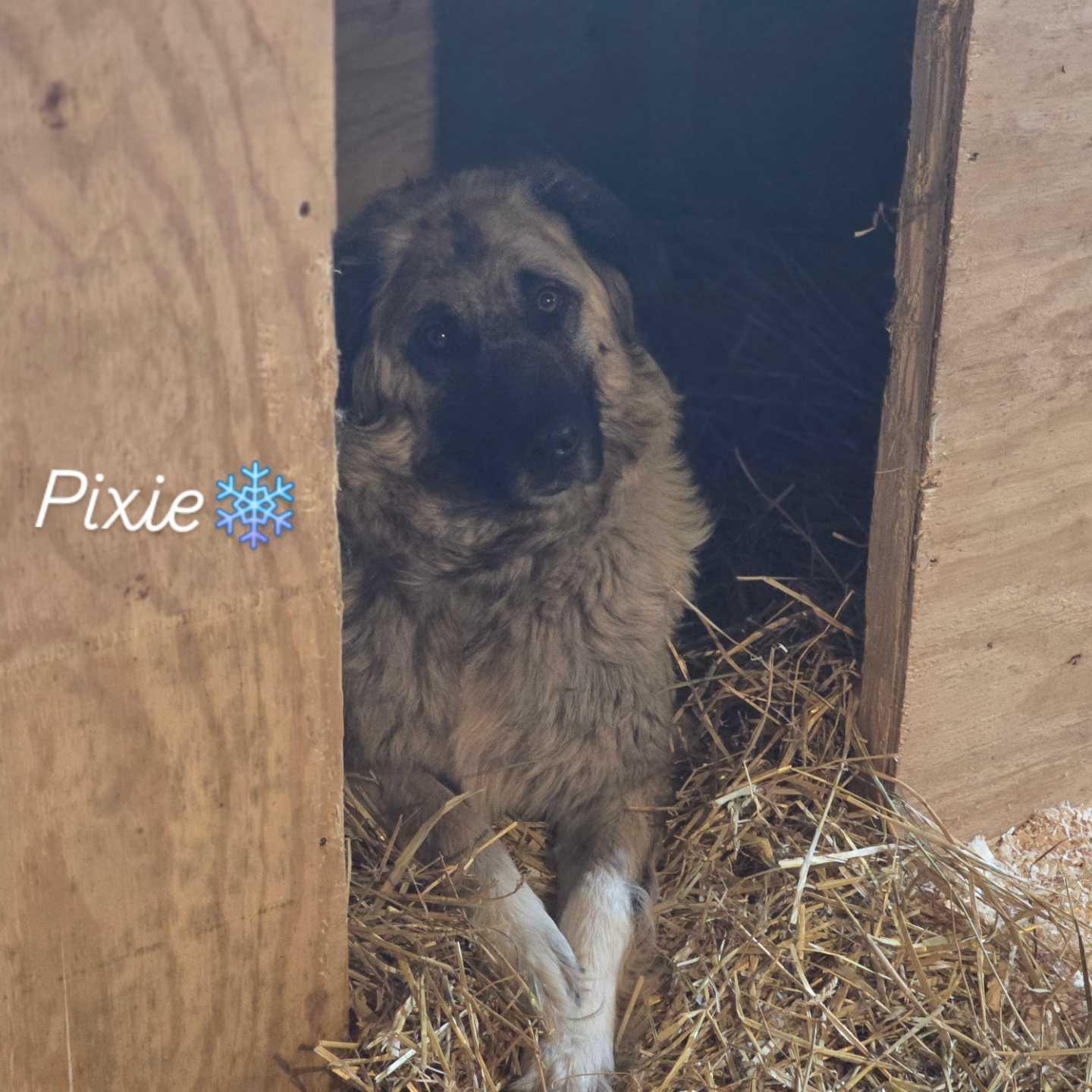 Pixie, Adoptable, Adult Female Mixed Breed.