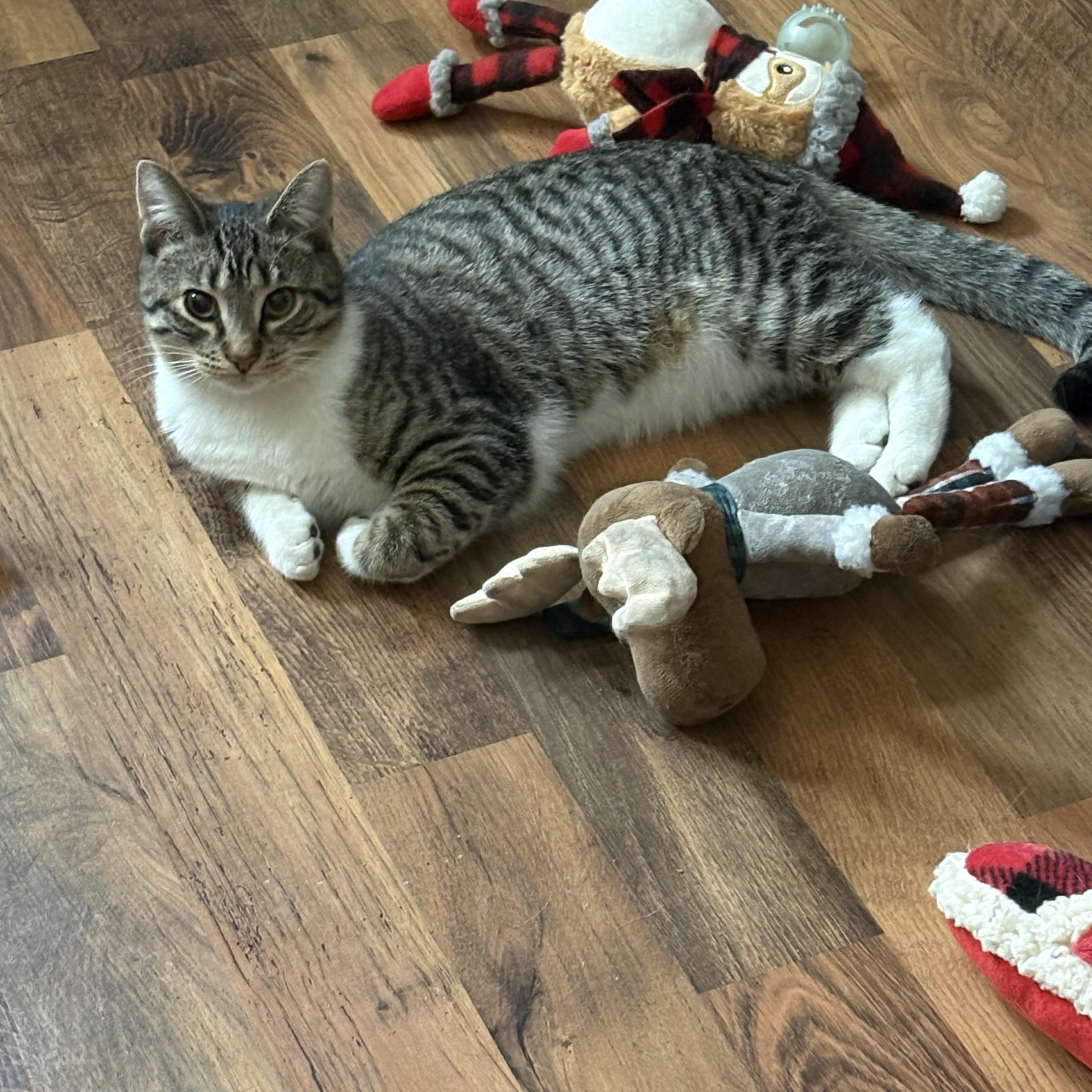 Enlarge Caterpillar, a Adoptable Tabby in Northumberland, PA image 3/3