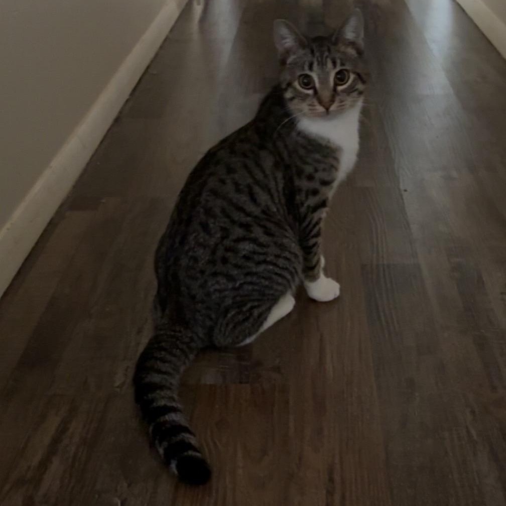 Enlarge Caterpillar, a Adoptable Tabby in Northumberland, PA image 2/3