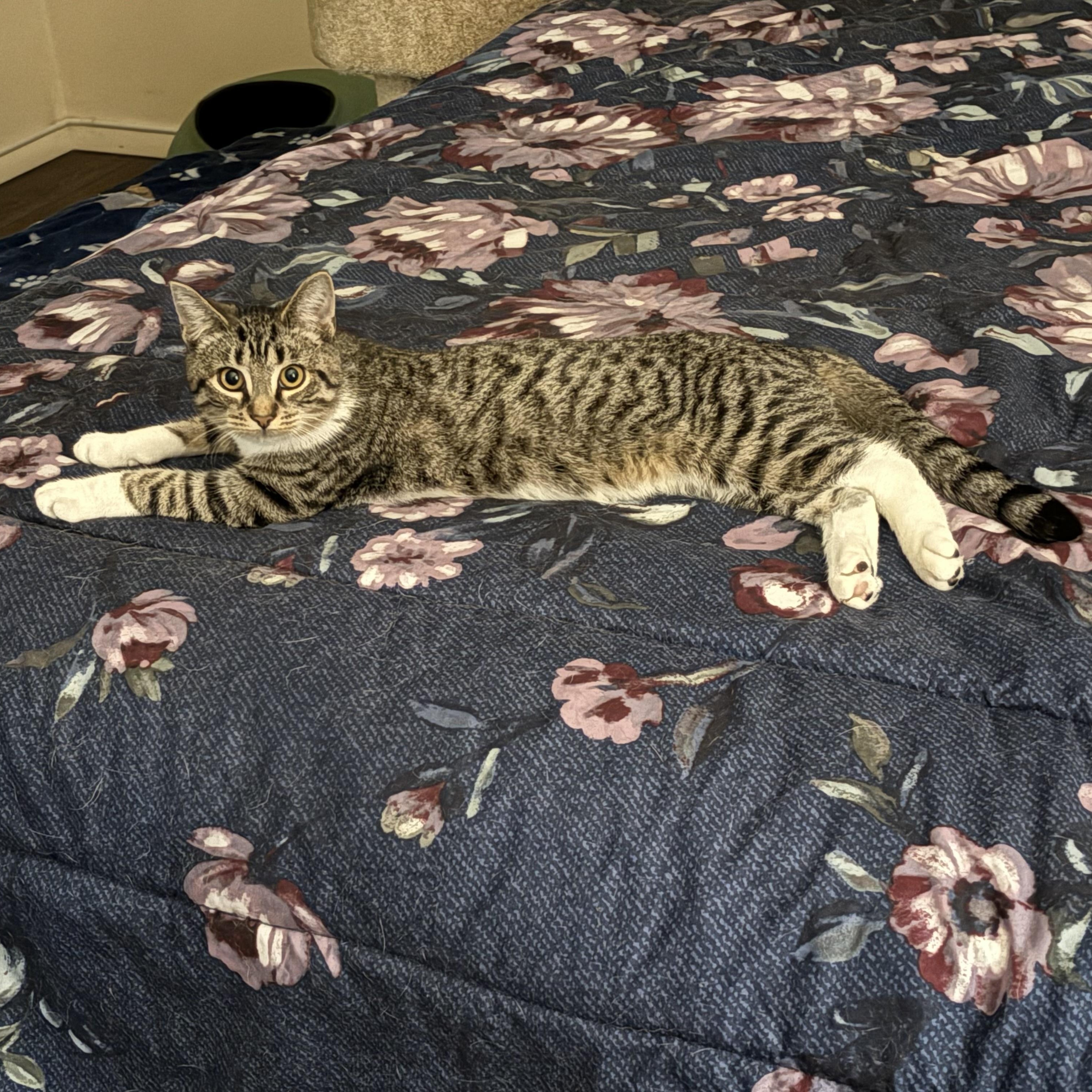 Caterpillar, Adoptable, Young Male Tabby.