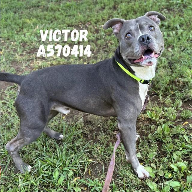 Enlarge VICTOR, a Adoptable mixed breed in Huntsville, AL image 1/1