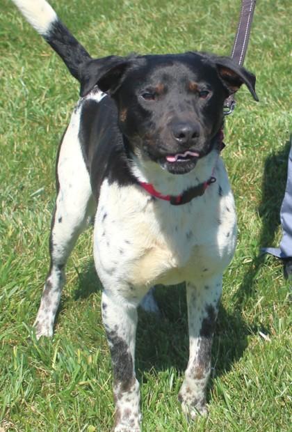 Enlarge Brucie, a Adoptable mixed breed in Taylorsville, NC image 2/3