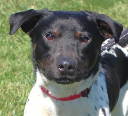 Enlarge Brucie, a Adoptable mixed breed in Taylorsville, NC image 3/3