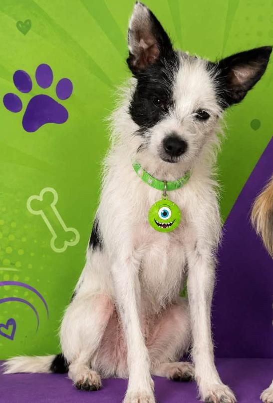 Enlarge Mike Wazowski in RI, a Adoptable Terrier in Cranston, RI image 1/2