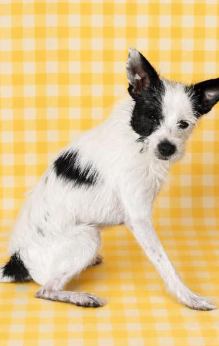 Enlarge Mike Wazowski in RI, a Adoptable Terrier in Cranston, RI image 2/2