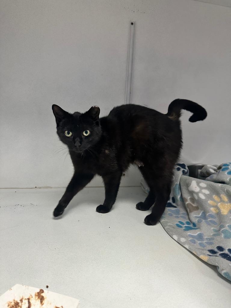 Titsy, a Adoptable mixed breed in Waverly, NY image 1/3