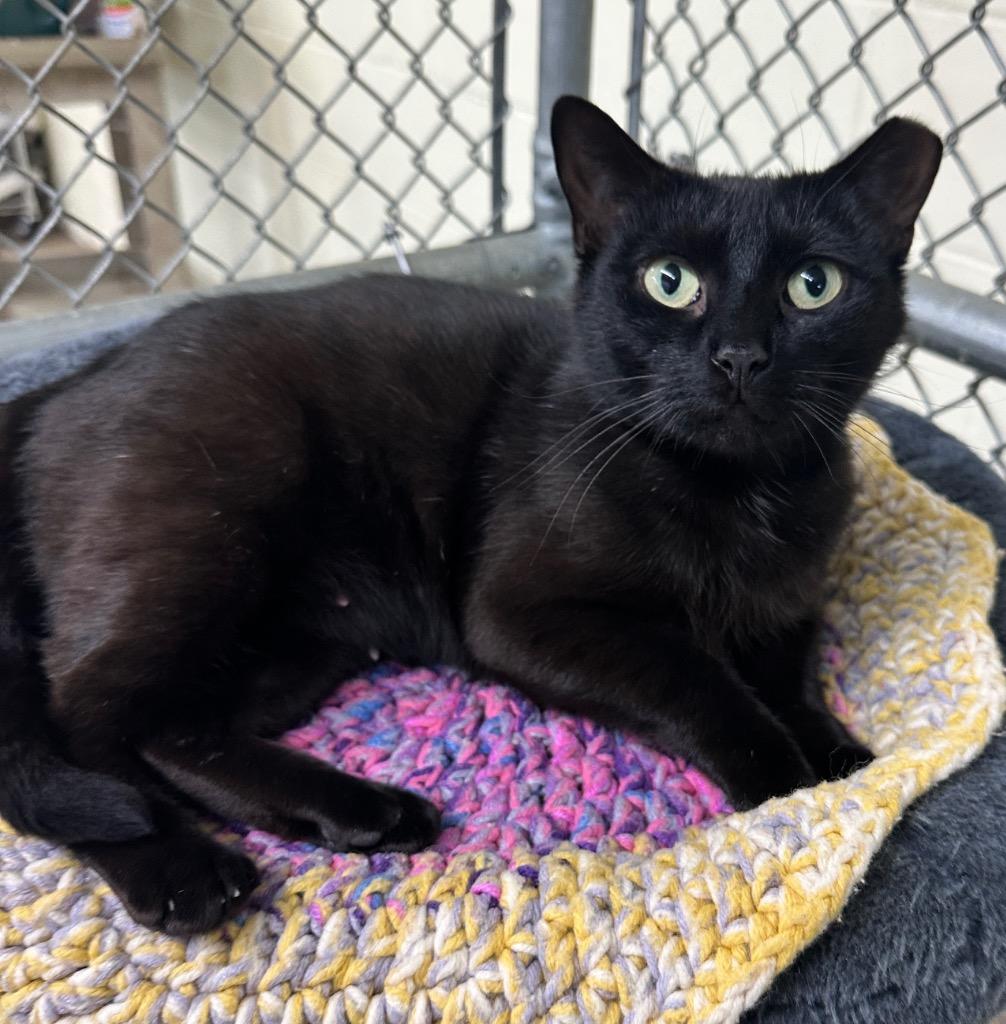 Titsy, a Adoptable mixed breed in Waverly, NY image 2/3