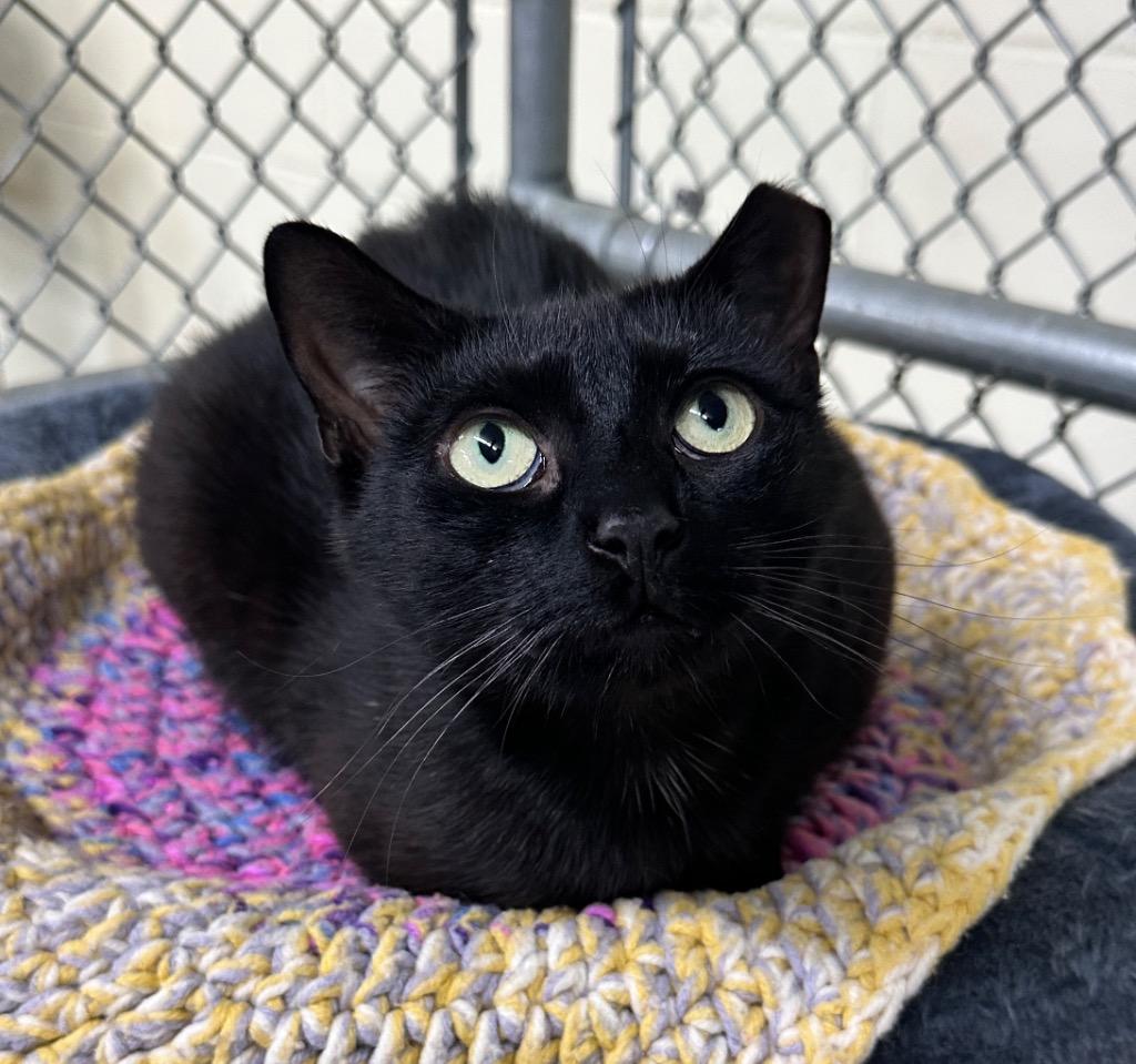 Titsy, a Adoptable mixed breed in Waverly, NY image 3/3