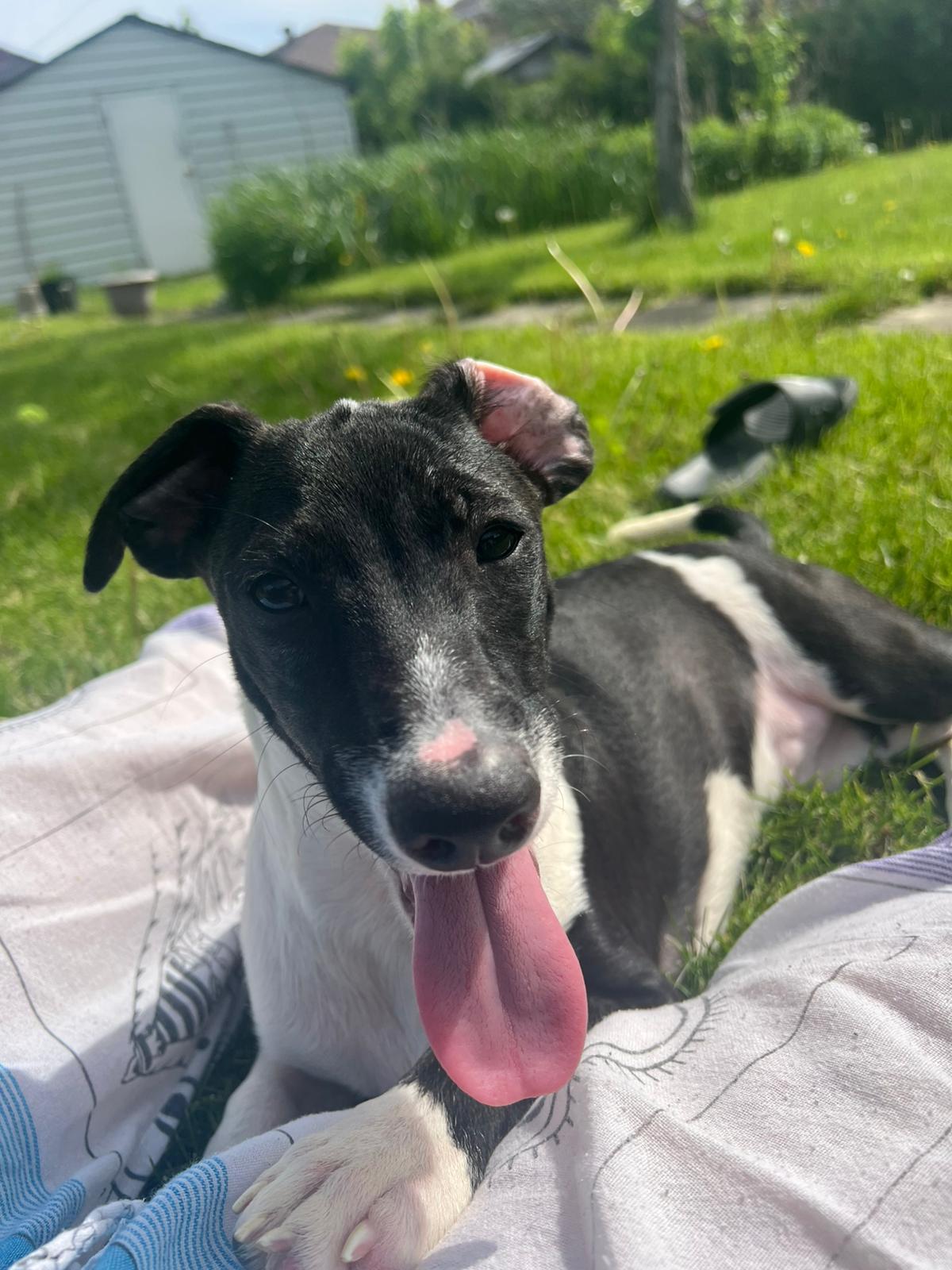 Alvin, adopted, Puppy Male Lurcher.