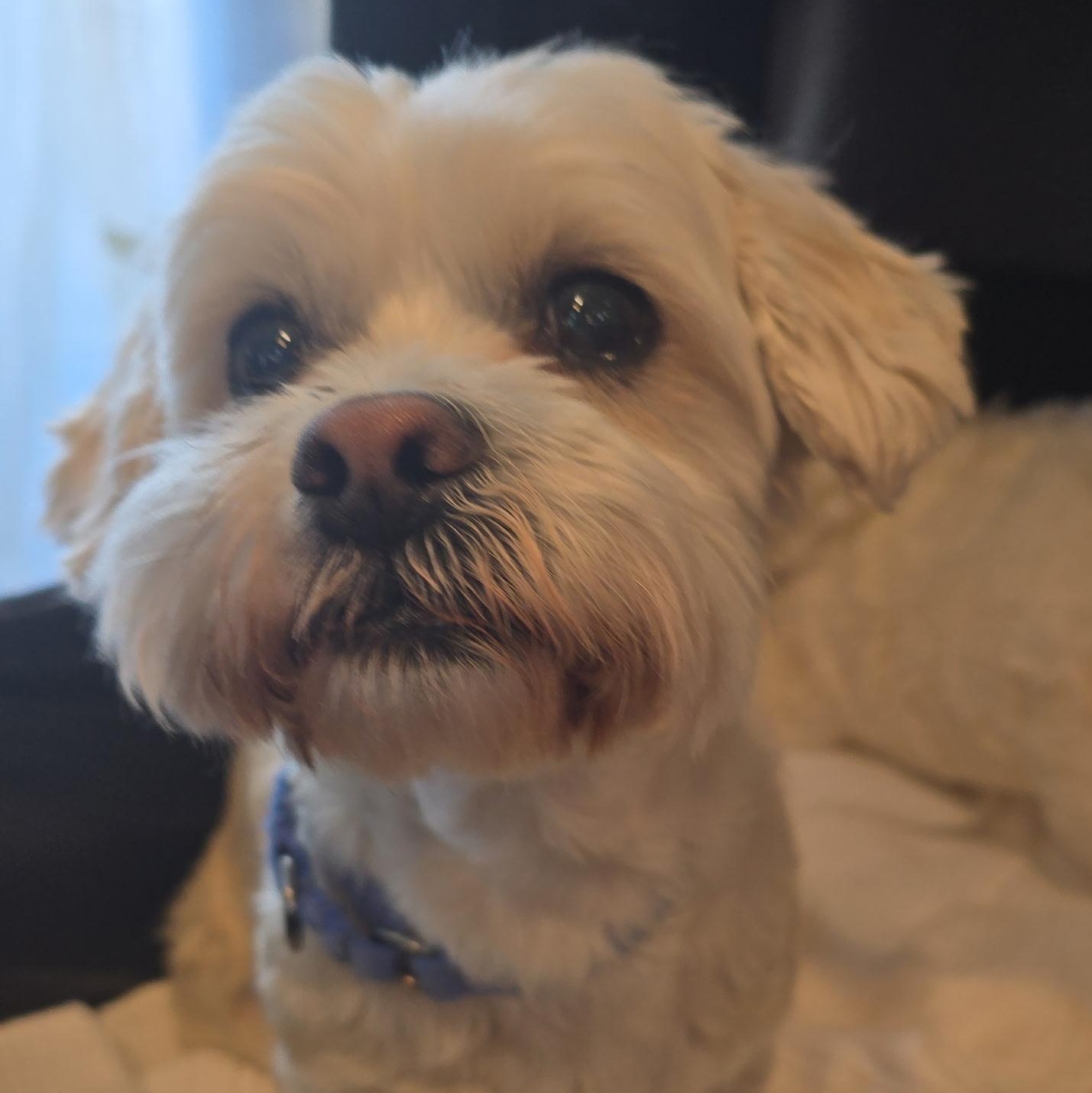 Chester, adopted, Senior Male Shih Tzu.