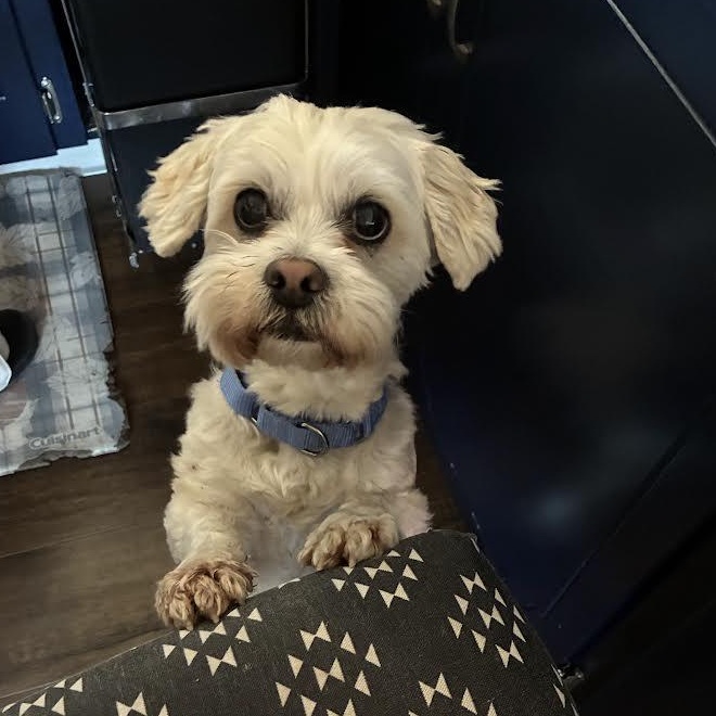 Chester, an adopted mixed breed in Oregon City, OR image 2/4