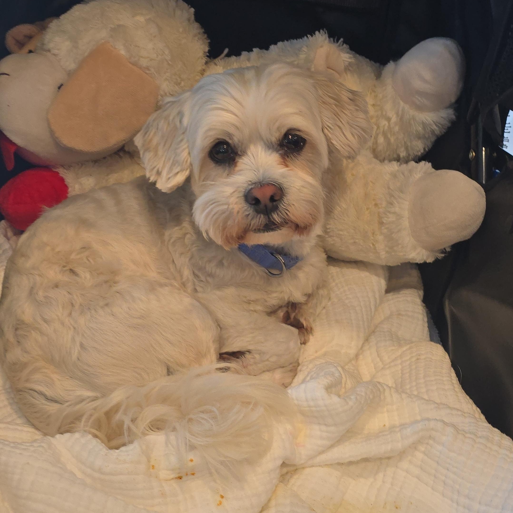 Chester, an adopted mixed breed in Oregon City, OR image 4/4