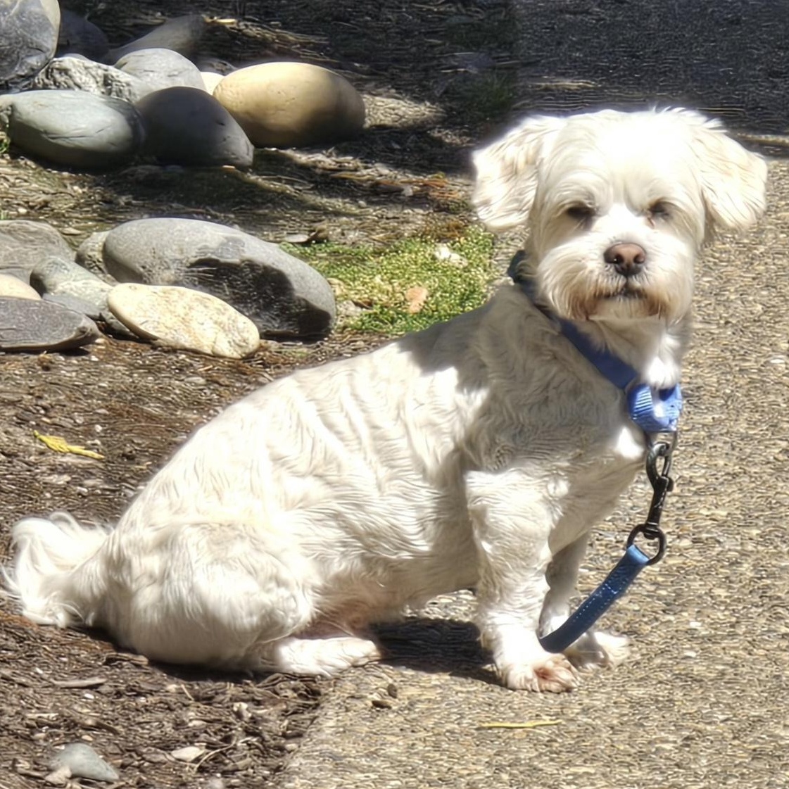 Chester, an adopted mixed breed in Oregon City, OR image 3/4
