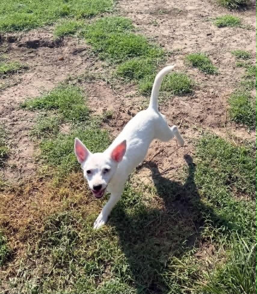 Mazie, Adoptable, Puppy Female Chihuahua.