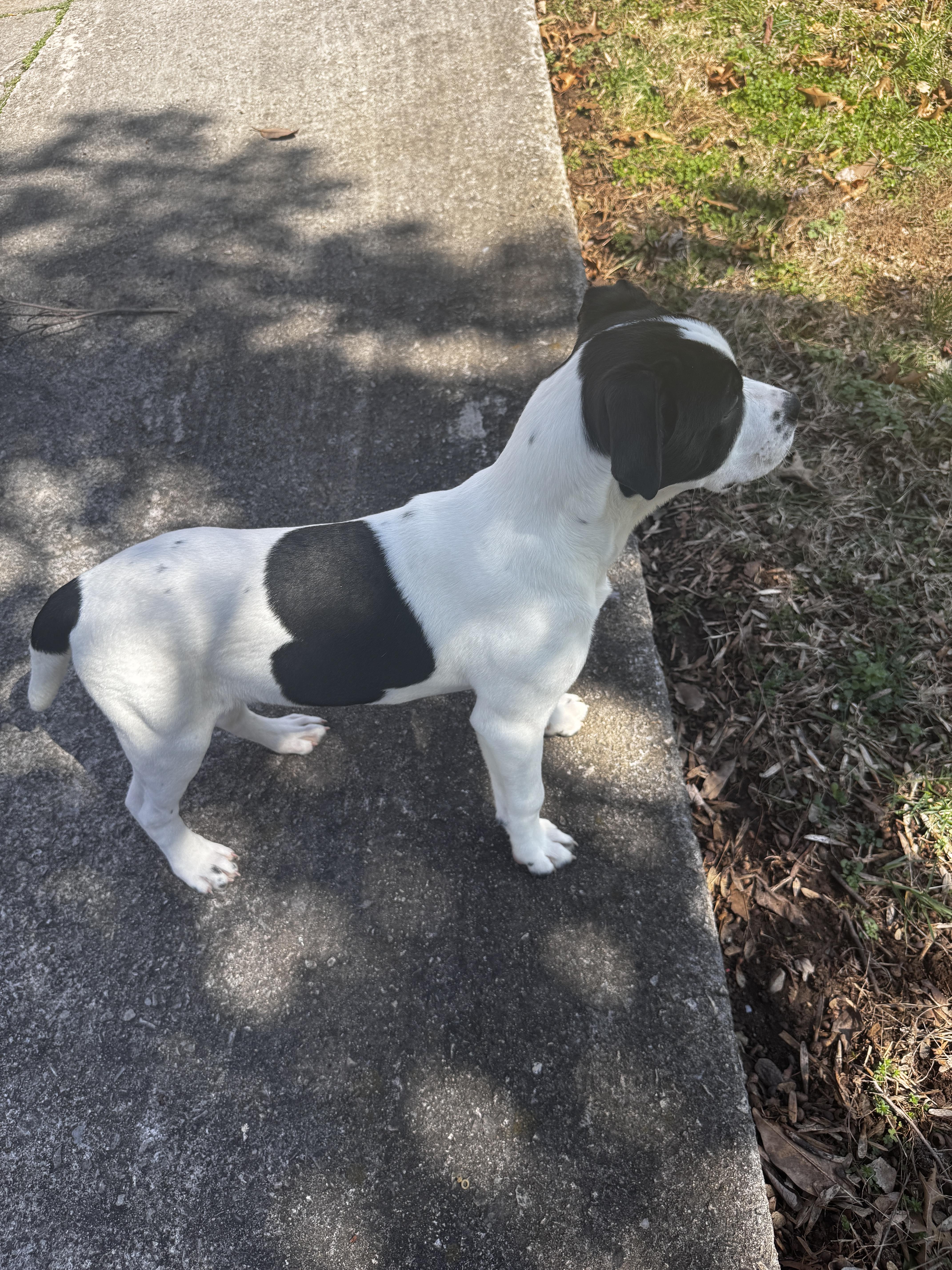 Enlarge Starsky, an adopted mixed breed in Candler, NC image 3/3