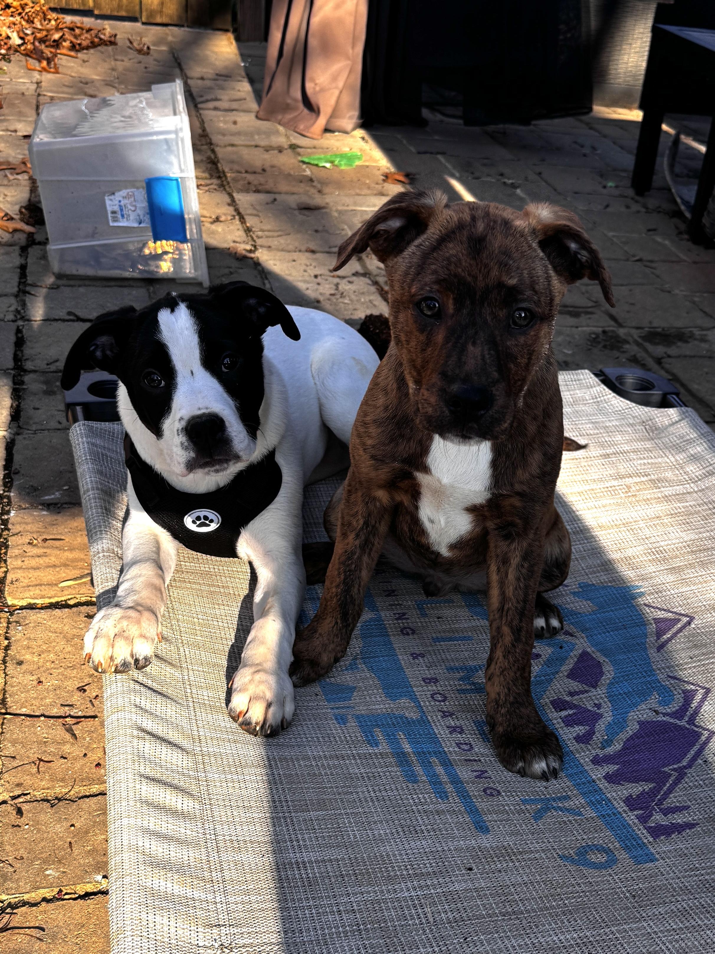 Enlarge Starsky, an adopted mixed breed in Candler, NC image 2/3