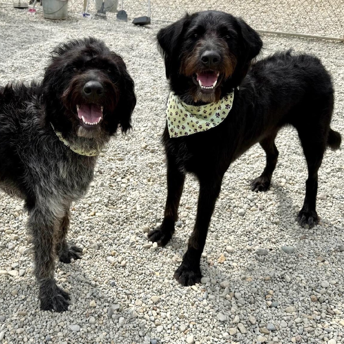 Luke & Lorelei - Bonded Pair