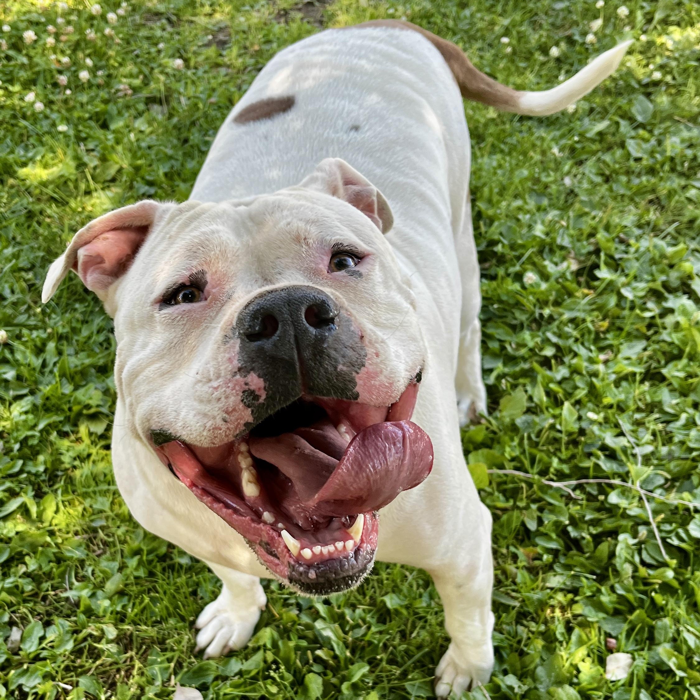 Enlarge Hawk, a ADOPTABLE Mixed Breed in Wenatchee, WA image 3/3