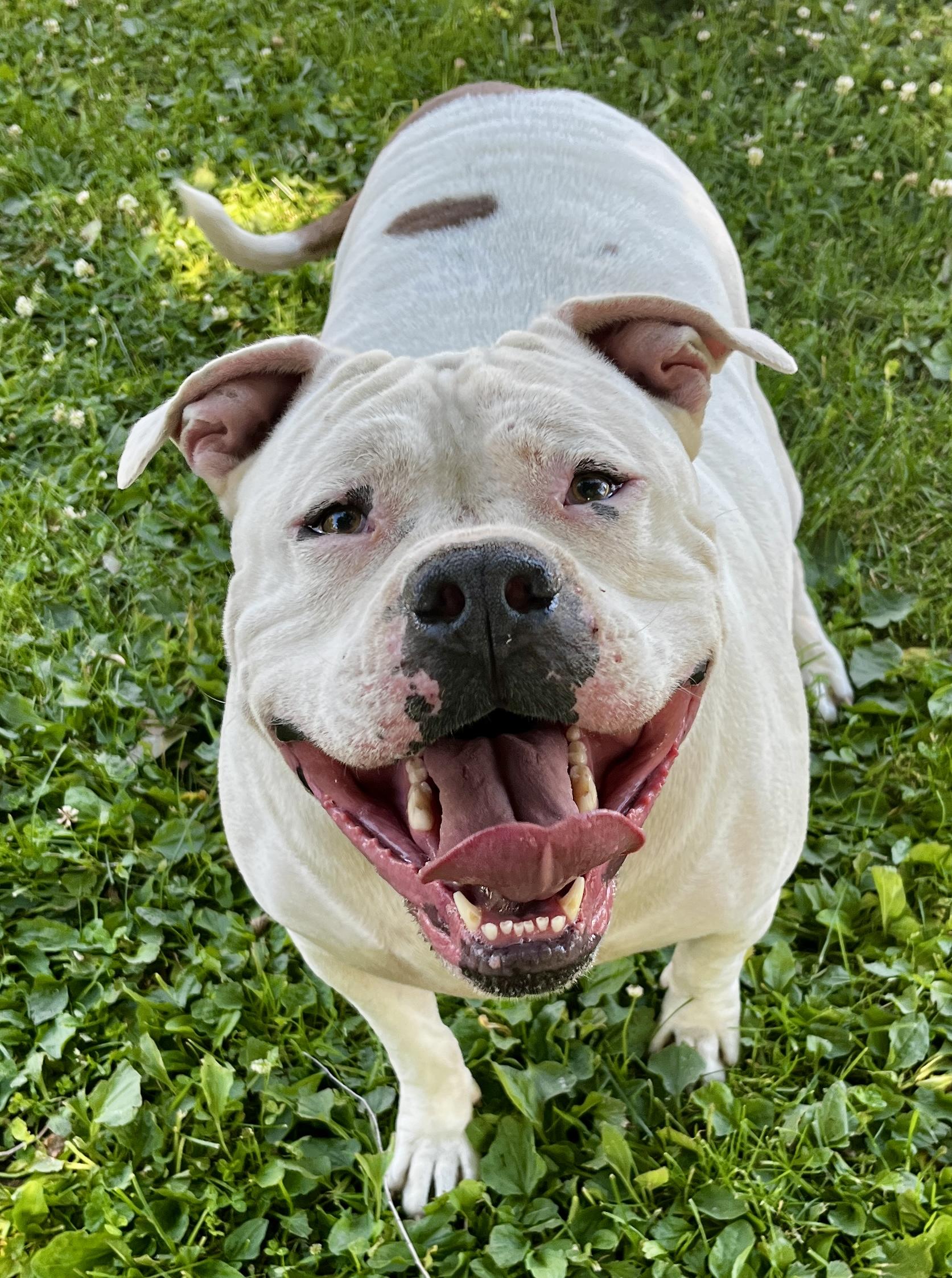Enlarge Hawk, a ADOPTABLE Mixed Breed in Wenatchee, WA image 2/3