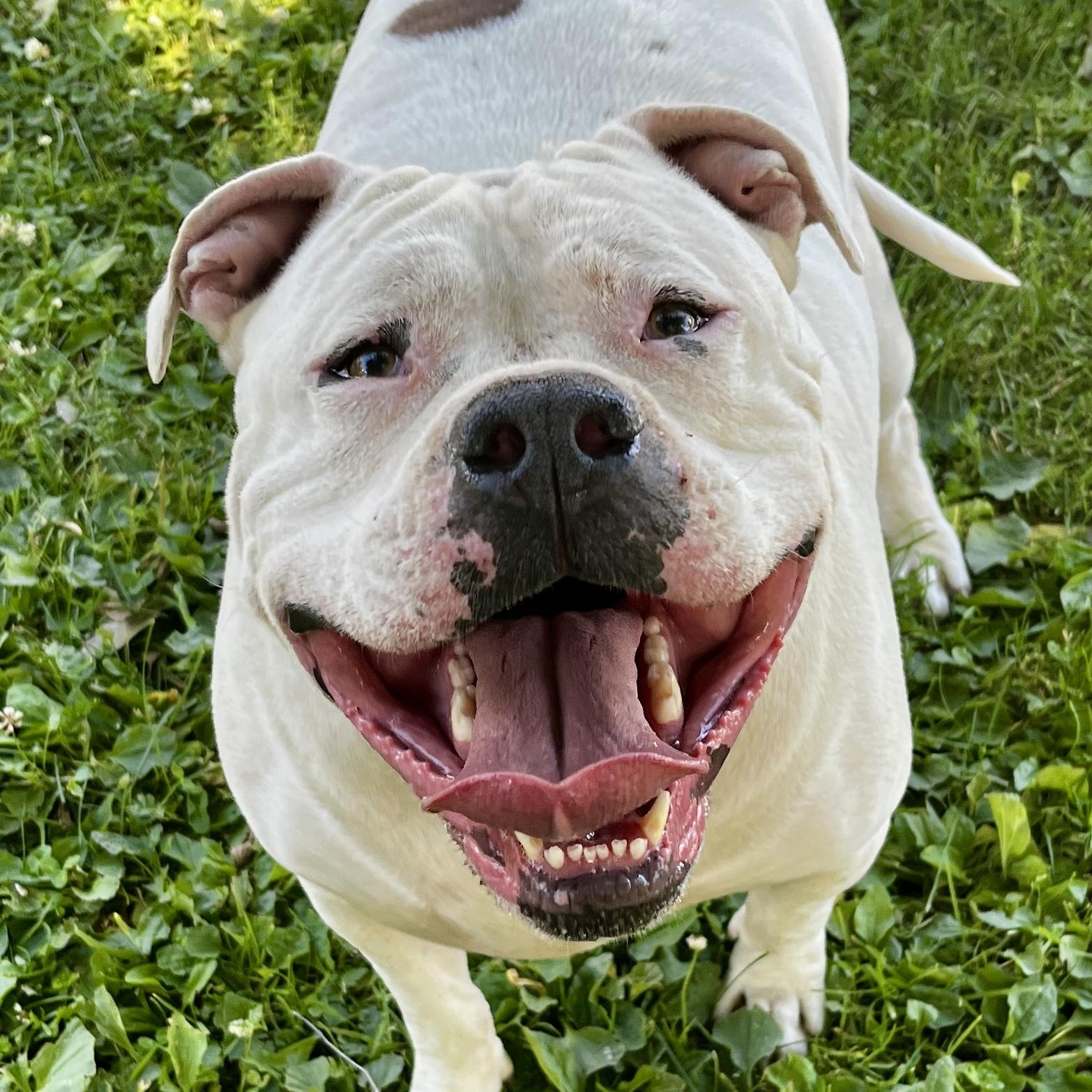 Hawk, ADOPTABLE, Adult Male Mixed Breed.