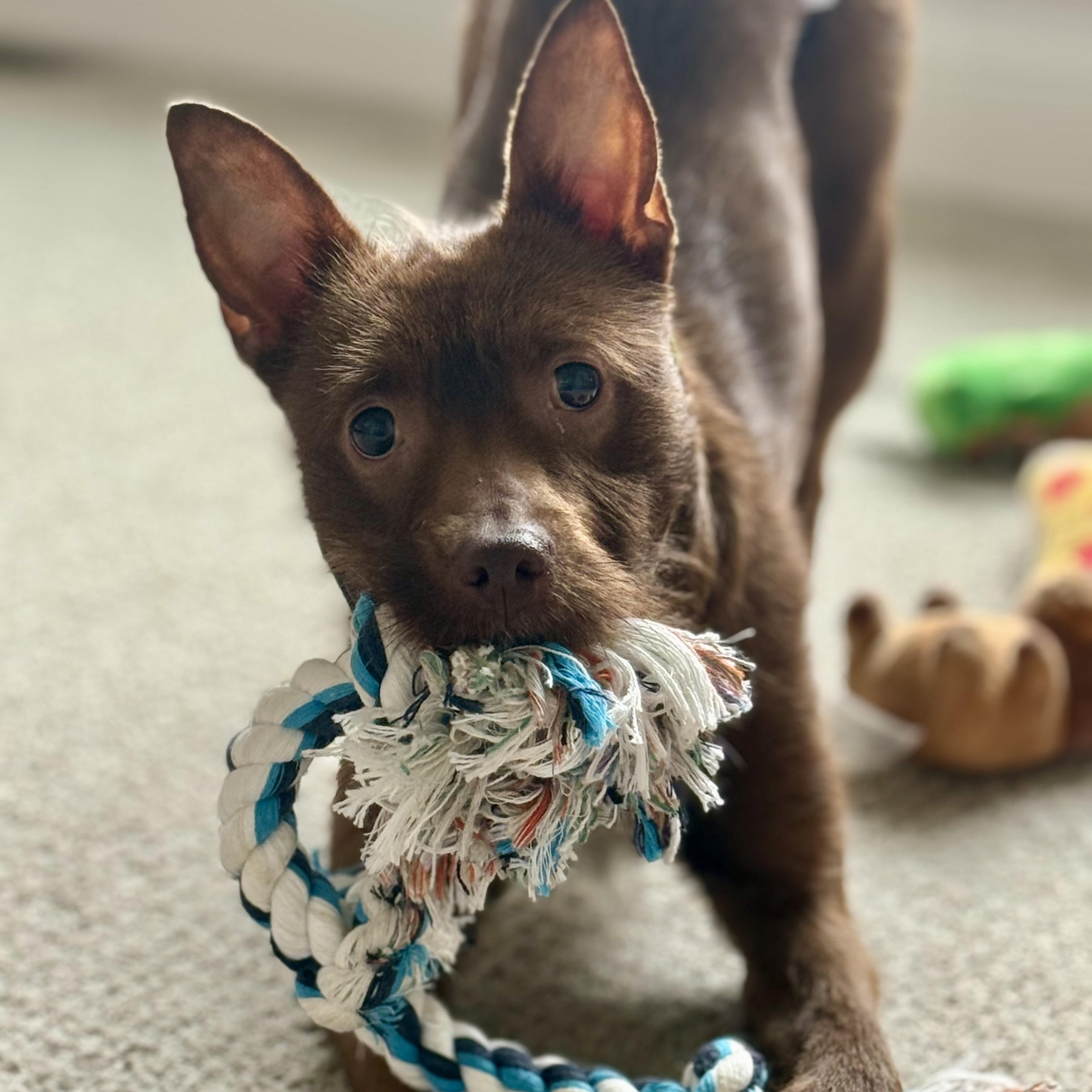 Enid- Adoption Pending