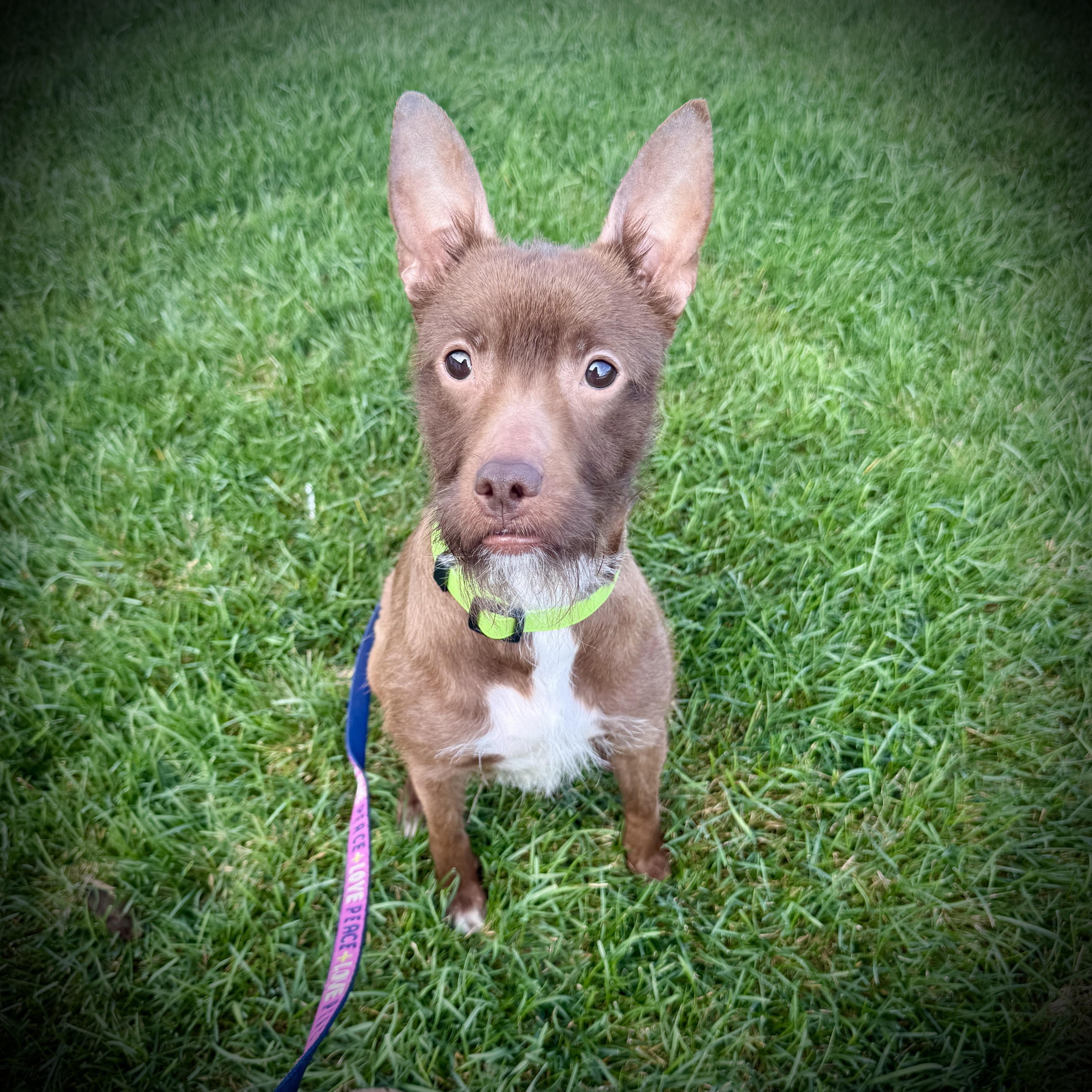 Enid- Adoption Pending