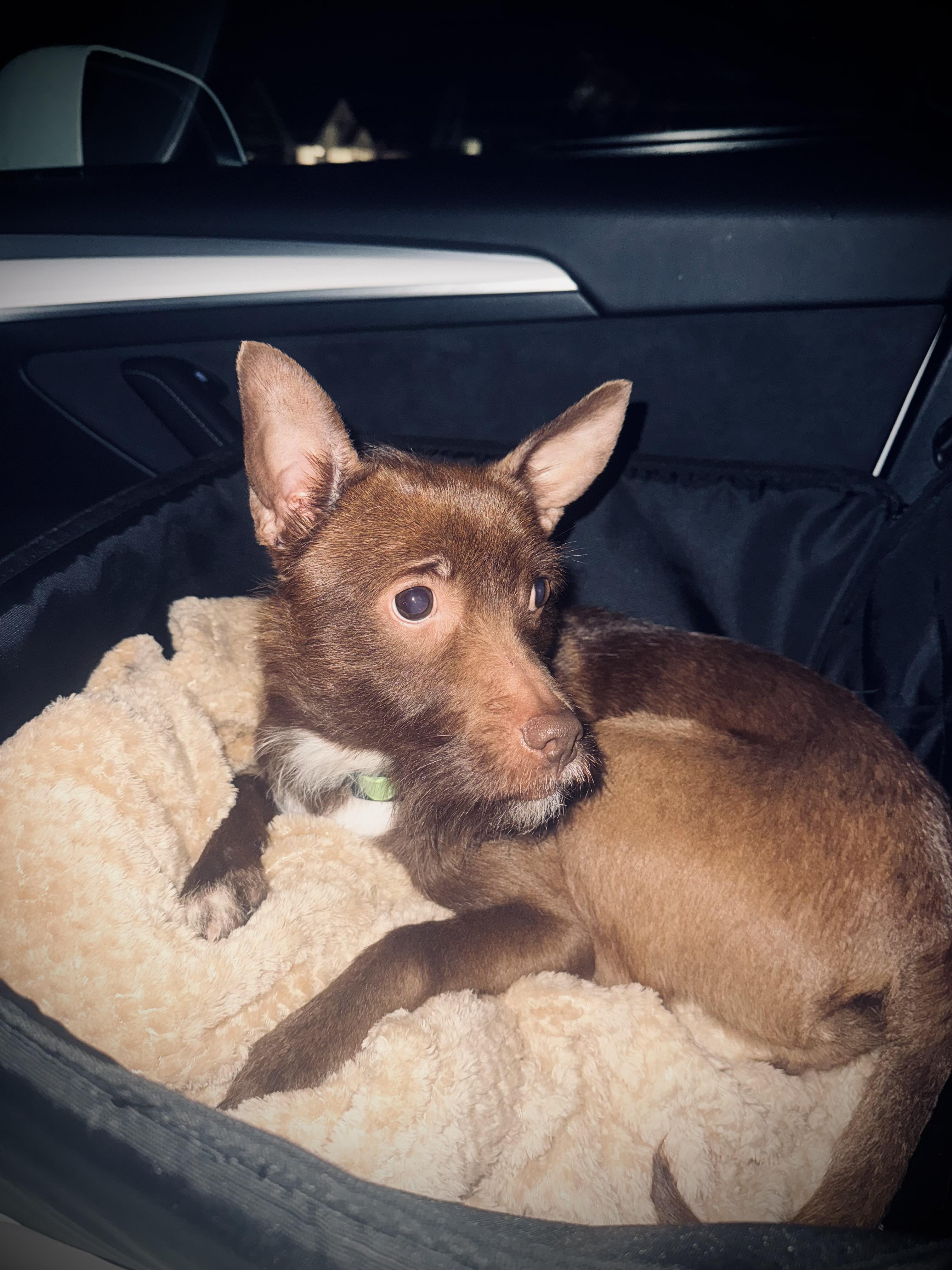 Enid- Adoption Pending