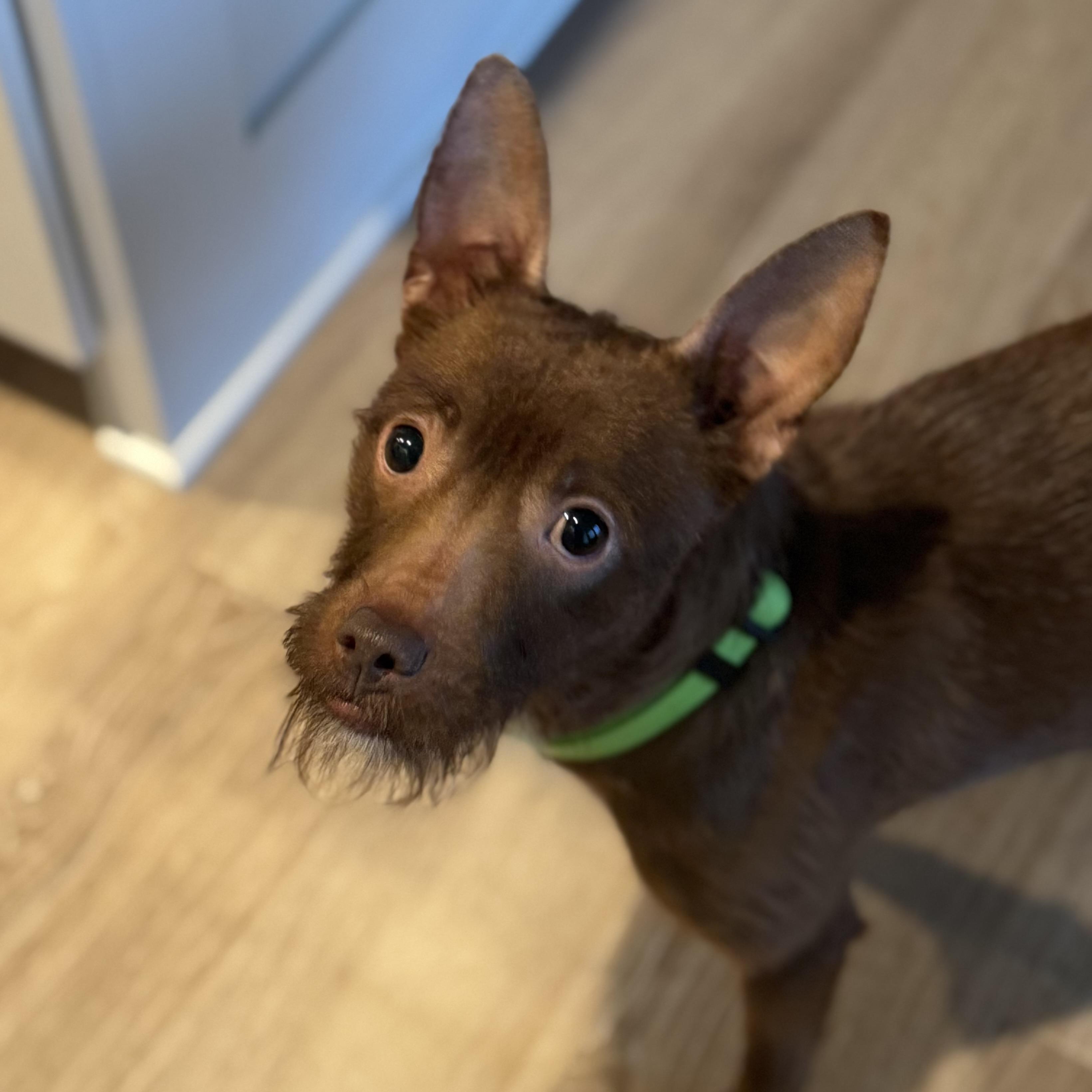 Enid- Adoption Pending