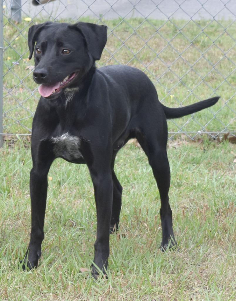 Louie, Adoptable, Young Male Mixed Breed.