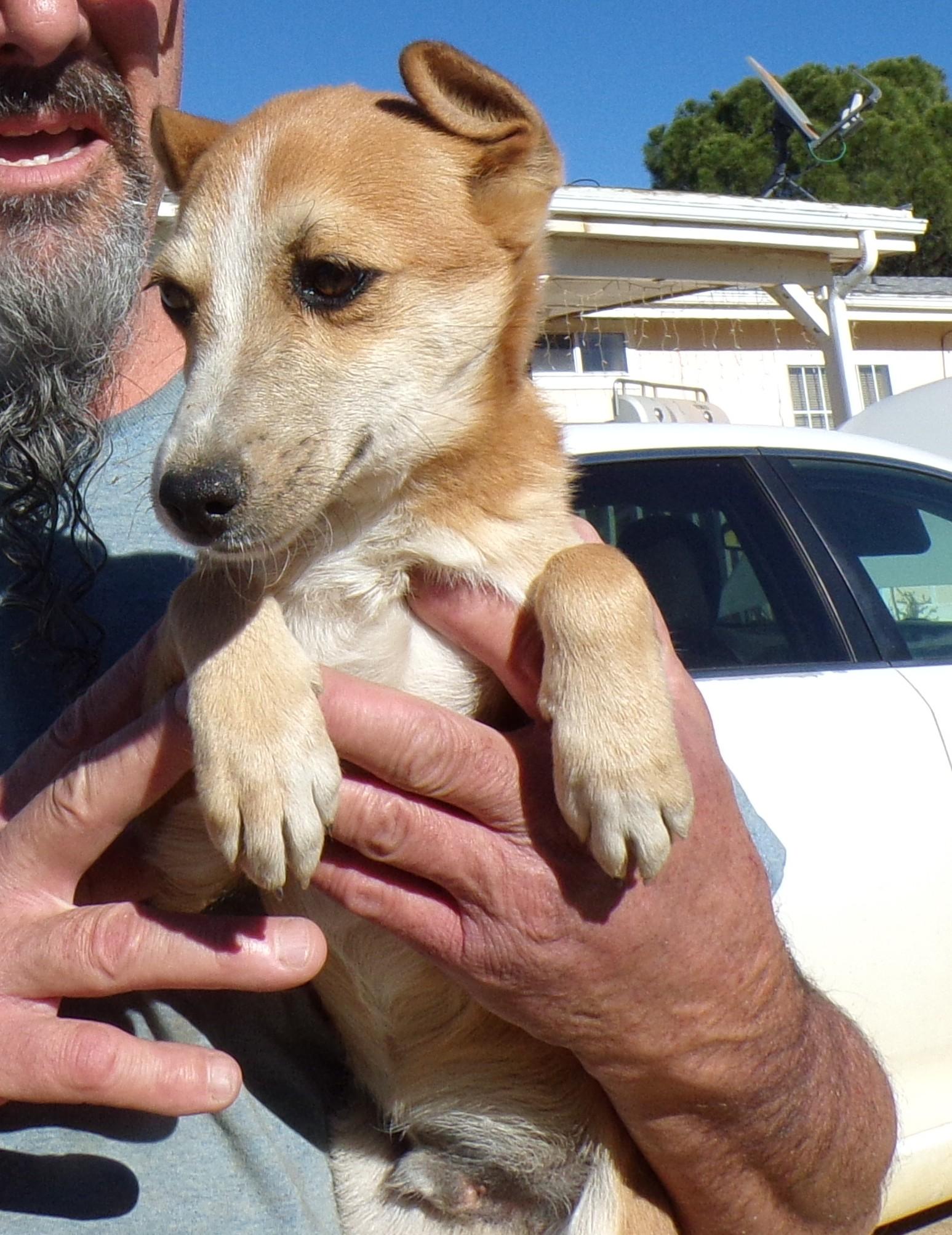 RED FOXX, Adoptable, Puppy Male Chihuahua.