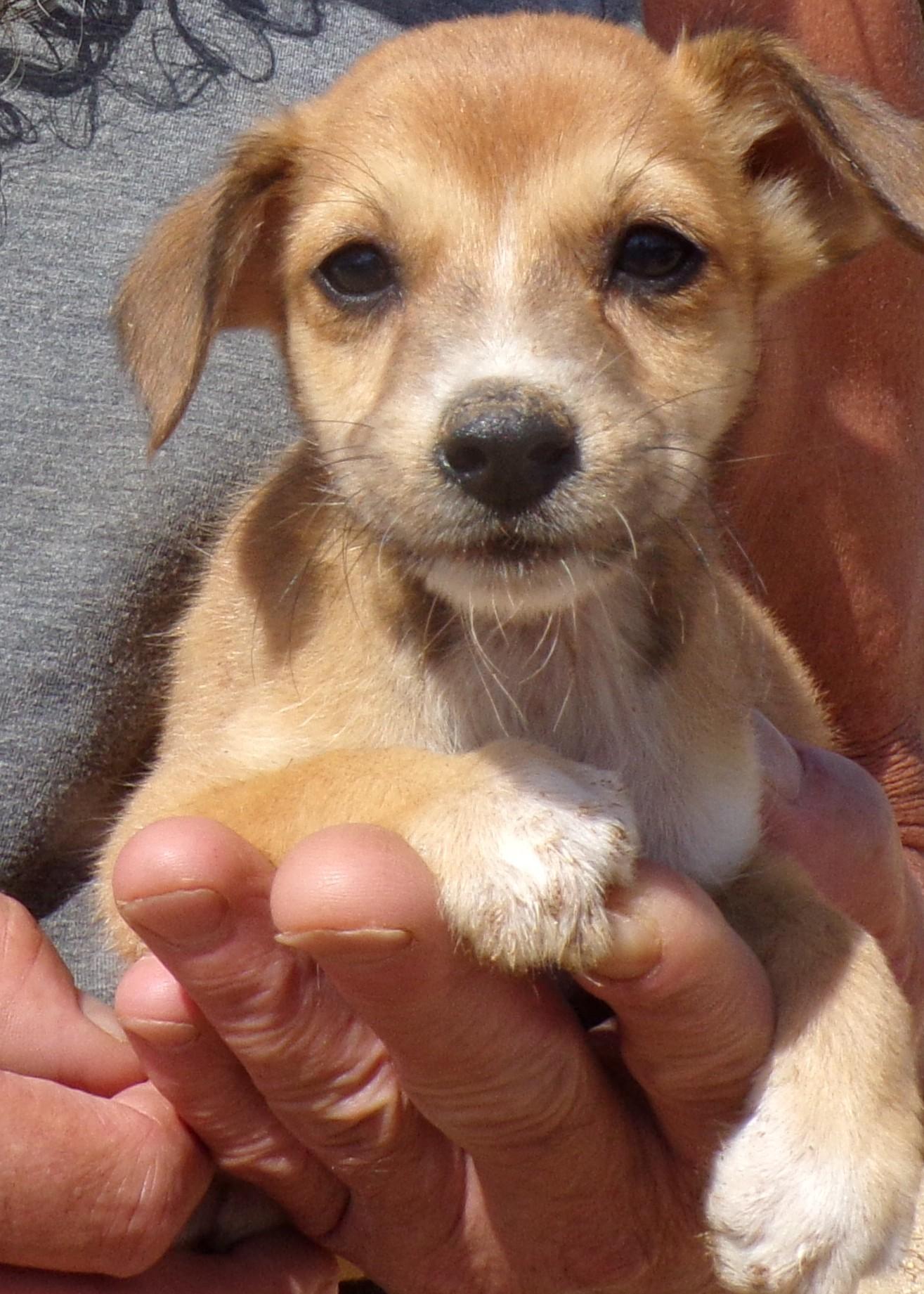 MEXI PUPS E, a Adoptable mixed breed in Corona, CA image 1/3