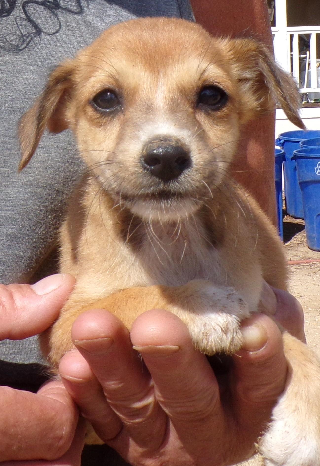 MEXI PUPS E, a Adoptable mixed breed in Corona, CA image 2/3