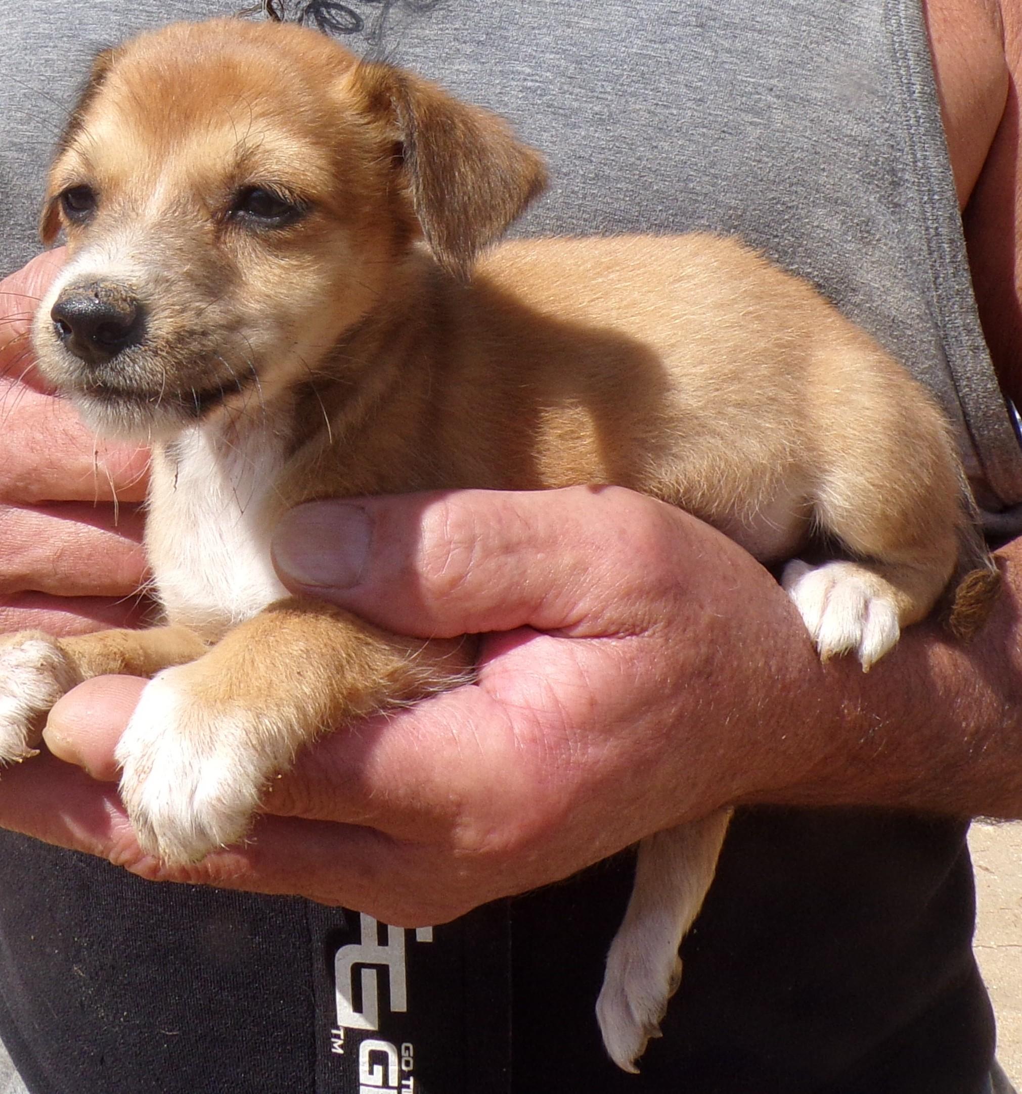 MEXI PUPS E, a Adoptable mixed breed in Corona, CA image 3/3