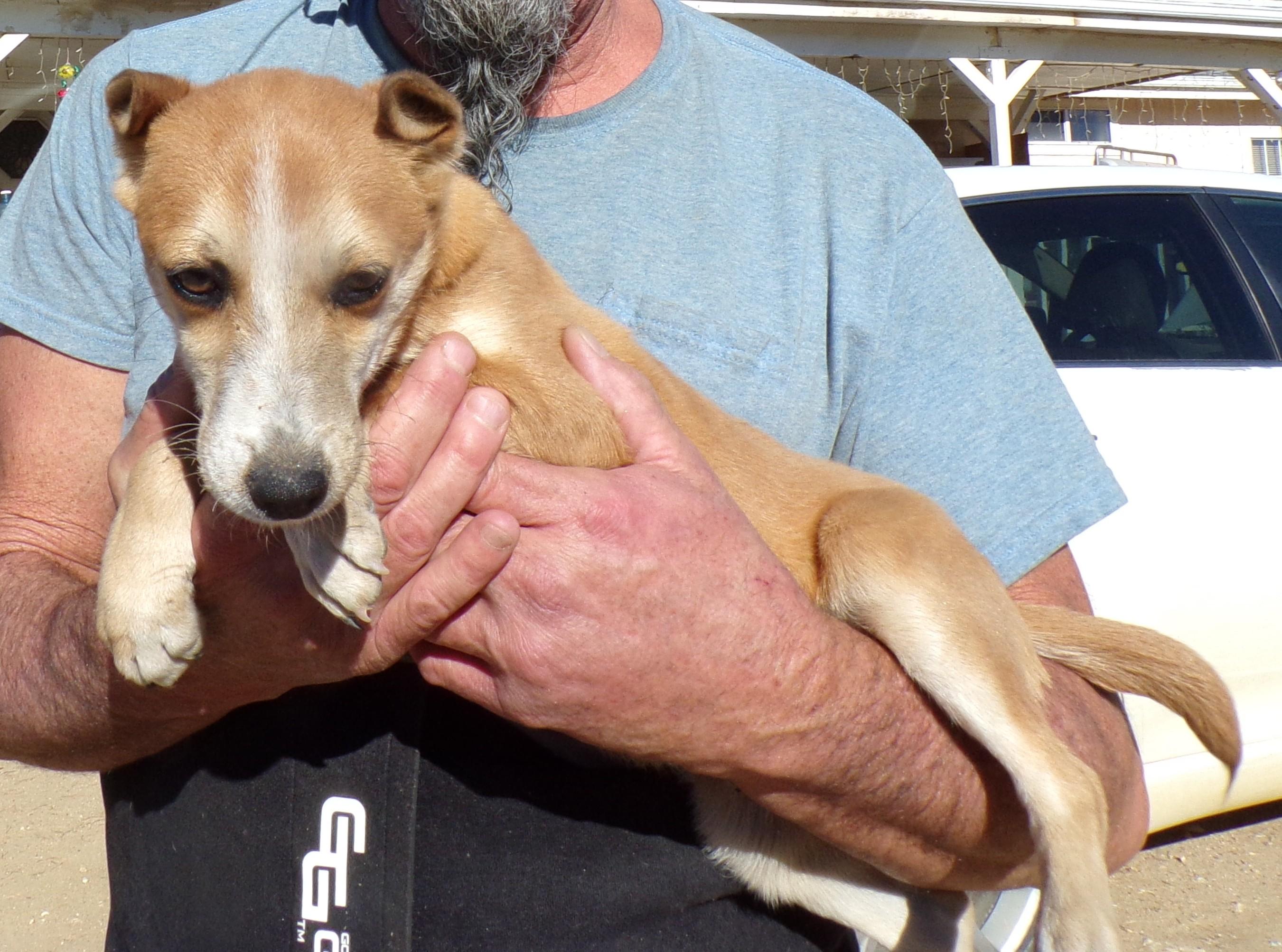 Enlarge RED FOXX, a Adoptable mixed breed in Corona, CA image 2/3