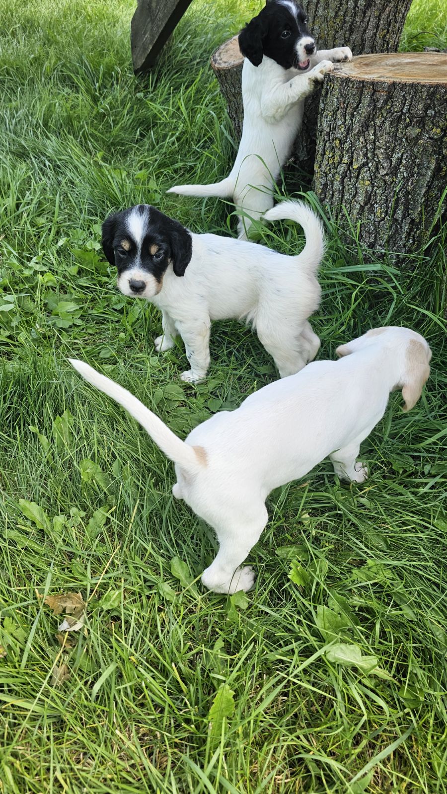 Pups!!, Adopted, Puppy Female English Setter & Border Collie.