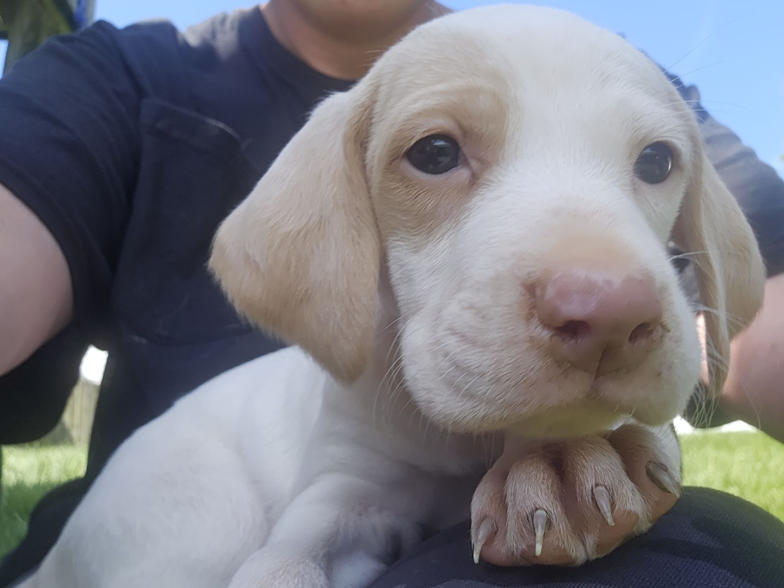 Enlarge Pups!!, a Adopted mixed breed in Caledonia, MN image 3/3