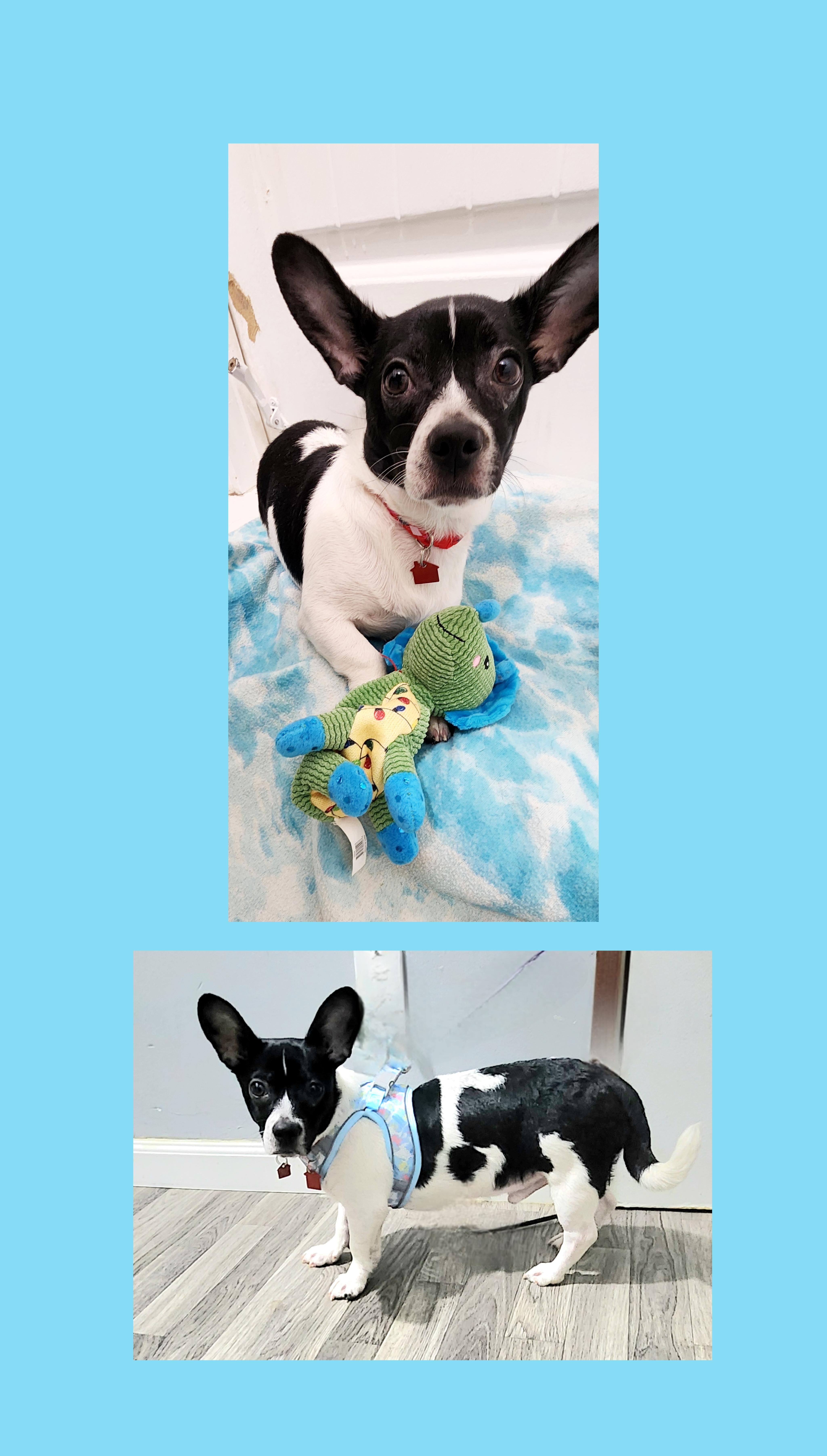 Enlarge Spotty the Shorty, a ADOPTABLE mixed breed in Lake Geneva, WI image 6/6