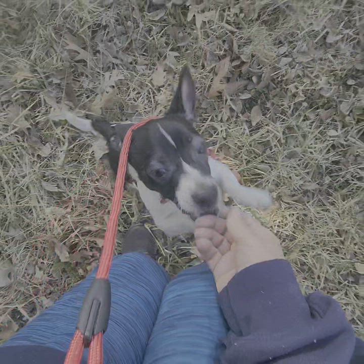 Enlarge Spotty the Shorty, a ADOPTABLE mixed breed in Lake Geneva, WI video 4/6