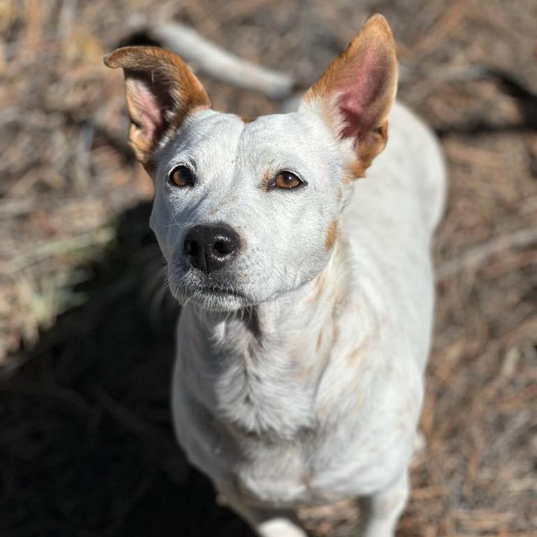 Enlarge Cece, a Adoptable mixed breed in Tempe, AZ image 1/6
