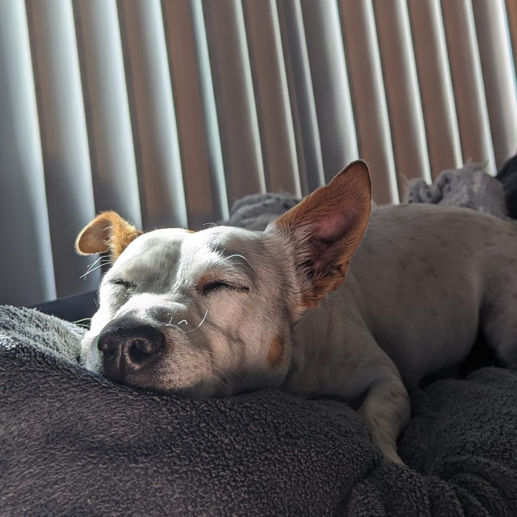 Cece, a Adoptable mixed breed in Tempe, AZ image 2/5