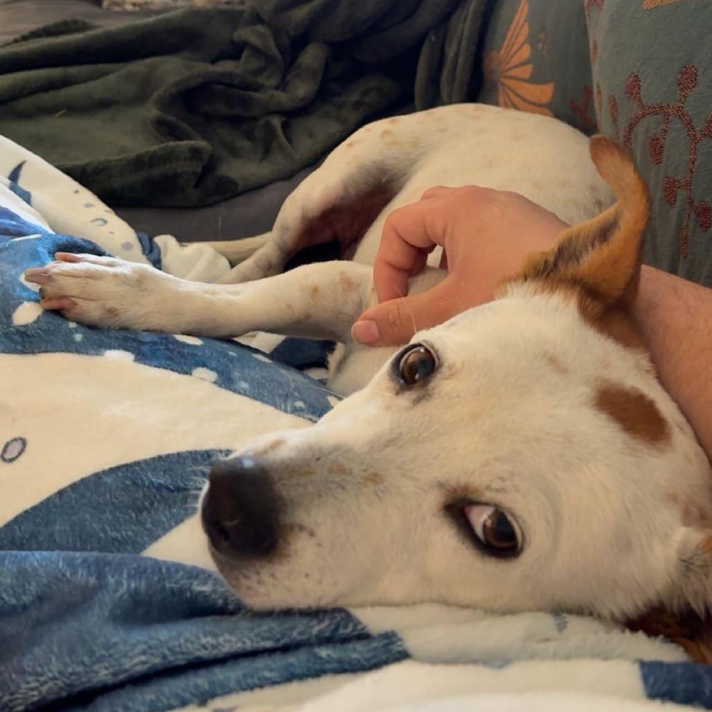 Cece, a Adoptable mixed breed in Tempe, AZ image 3/5