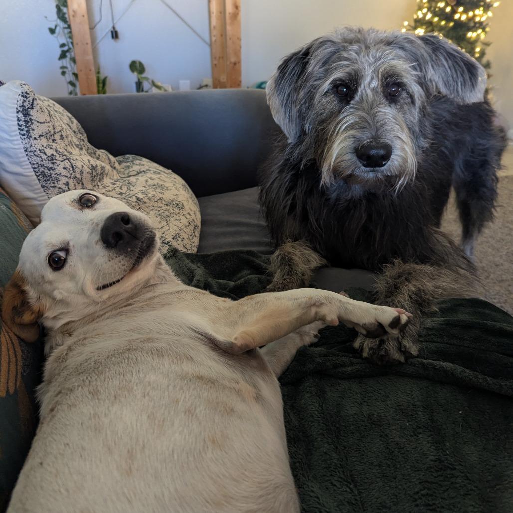 Cece, a Adoptable mixed breed in Tempe, AZ image 4/5