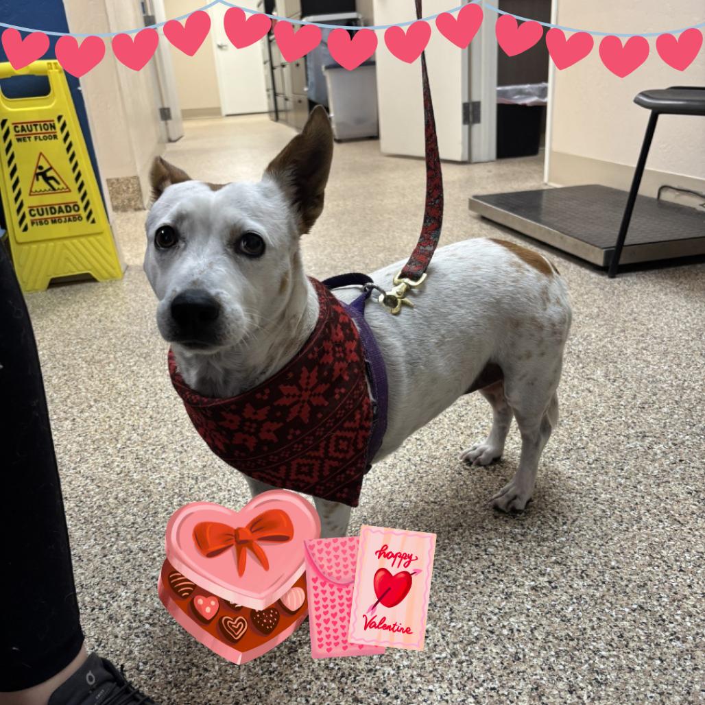 Cece, a Adoptable mixed breed in Tempe, AZ image 5/5