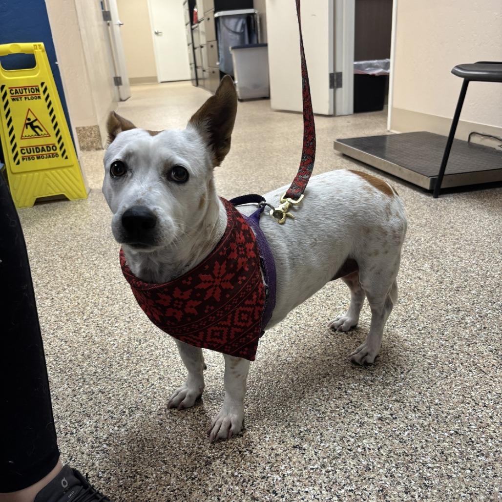 Enlarge Cece, a Adoptable mixed breed in Tempe, AZ image 6/6