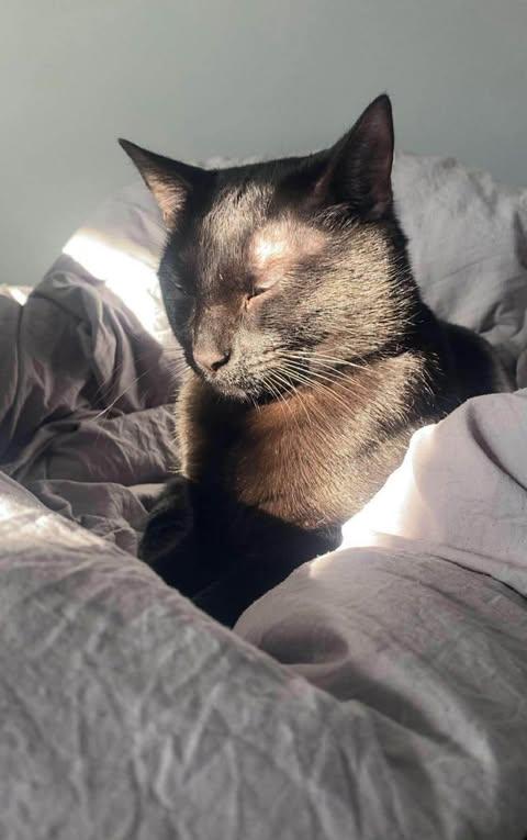 Enlarge Charly, an adopted mixed breed in Chicago, IL image 6/6