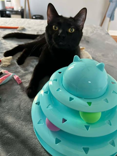 Enlarge Charly, an adopted mixed breed in Chicago, IL image 1/6